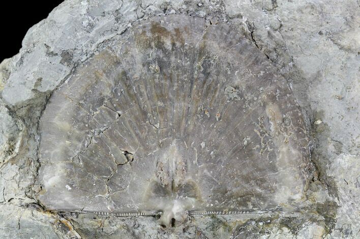 Wide Brachiopod (Rafinesquina?)- Hungry Hollow, Ontario #107510